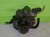15161cz1.JPG